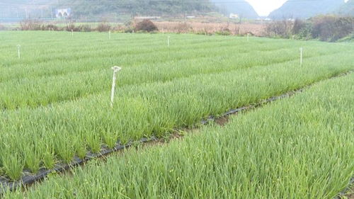 香葱种植全攻略：掌握最佳时间与技术，让你的香葱丰收满满！