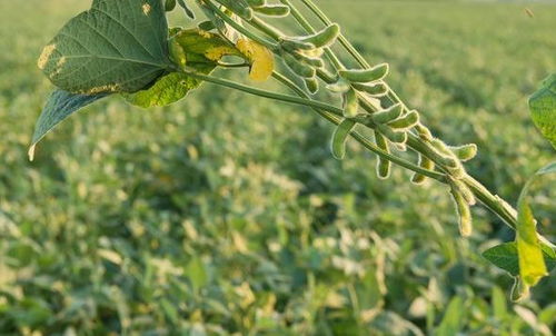 《大豆种植新篇章：技术革新与科学管理之道》