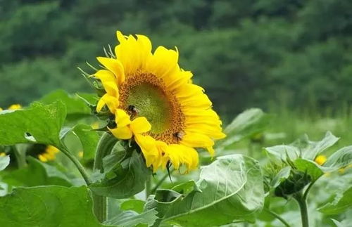 揭秘向日葵种植技术：如何实现丰产丰收？