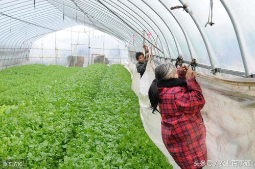 《冬季大棚蔬菜种植攻略：揭秘高效生产之道》