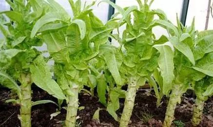 莴笋种植攻略：把握最佳时机，提升产量与品质