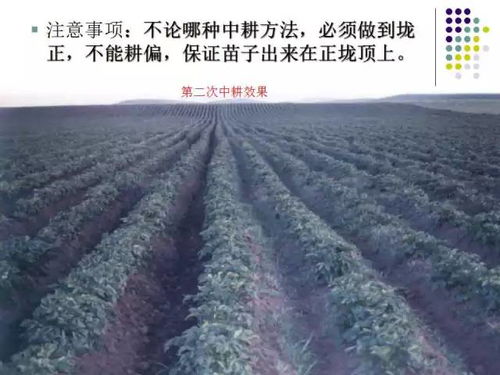 揭秘土豆栽培秘籍：如何打造高产高效种植模式？