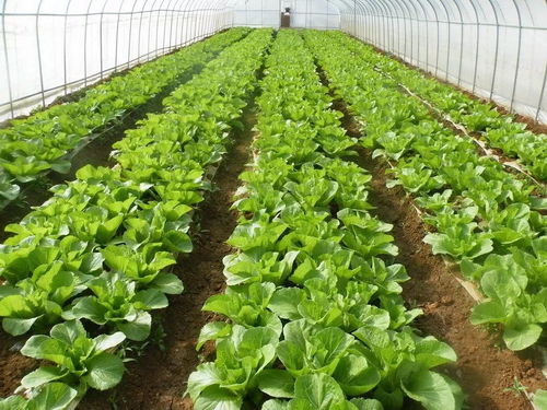 大棚菜种植技术革新：揭秘高效农业的未来