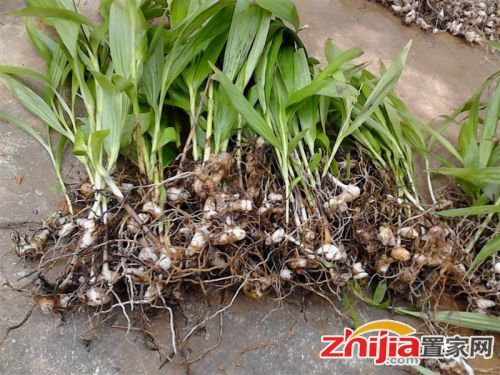 揭秘白芨种植秘籍：如何实现经济效益与生态保护的双赢？
