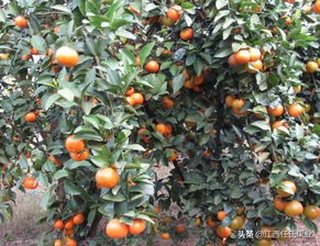 金秋沙糖桔的种植奥秘：揭秘高效种植技术