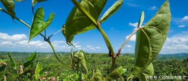《山药种植技术解析：如何打造高效益的绿色农业？》
