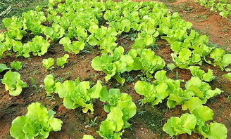 揭秘生菜种植技术：如何打造绿色健康餐桌？