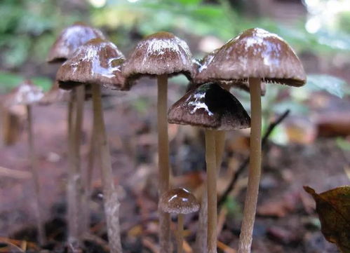 《揭秘蘑菇种植：技术革新下的绿色农业革命》