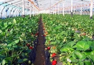 蔬菜种植技术革新：揭秘高效可持续的秘密武器