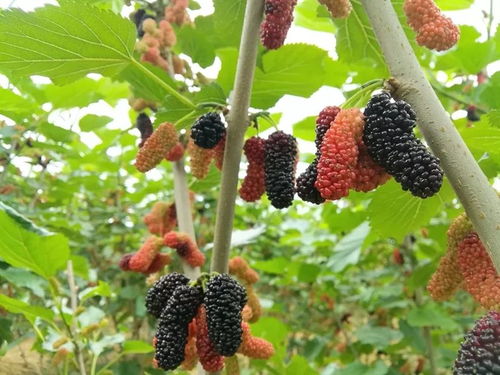 《桑树栽培，绿色经济的新引擎——揭秘高效种植技术之道》