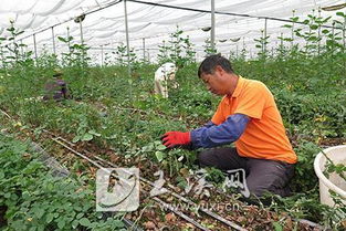 《揭开玫瑰种植的秘密：如何培育出美丽的花海？》