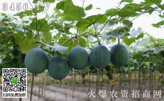 《瓜蒌种植新篇章：揭秘高效益种植技术，助力农业现代化》
