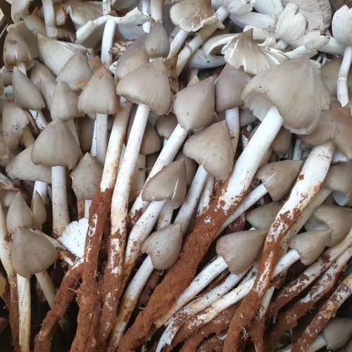鸡枞菌人工种植：揭秘高效生态养殖新模式