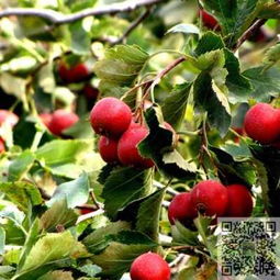 山楂种植新篇章：揭秘高效益的种植技术
