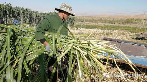 甘蔗亩产10吨：揭秘高效种植技术，助力农业增收