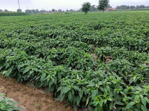 揭秘朝天椒种植秘诀：如何培育出优质辣味之王？