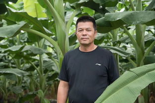 突破传统，引领未来——揭秘最新粉蕉种植技术革新