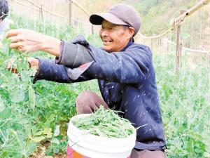 《长寿仁豌豆种植攻略：揭秘高效培育之道》