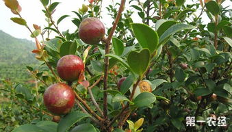 《油茶新篇章：揭秘油茶种植与管理技术革新》