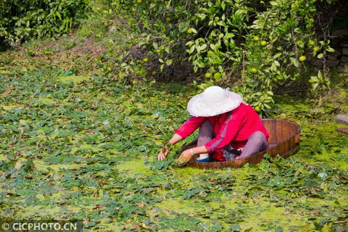 《菱角种植技术揭秘：如何实现高产高效？》