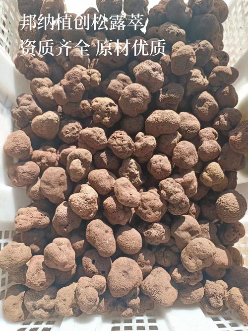 揭秘松露种植：掌握这门“地下黄金”的秘密，您准备好了吗？