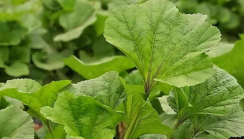 冬寒菜种植技术揭秘：如何培育出高品质的“冬日蔬菜”