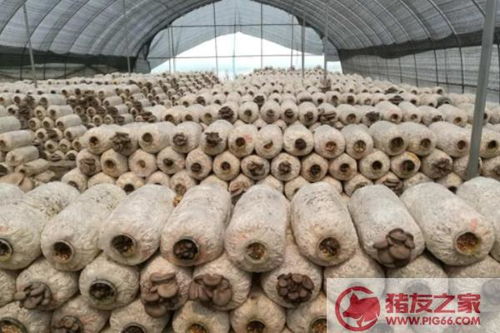 揭秘磨菇种植：一门绿色经济的艺术与科学