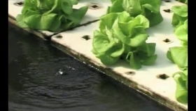 揭秘草菇种植奥秘：一份实用视频教程指南