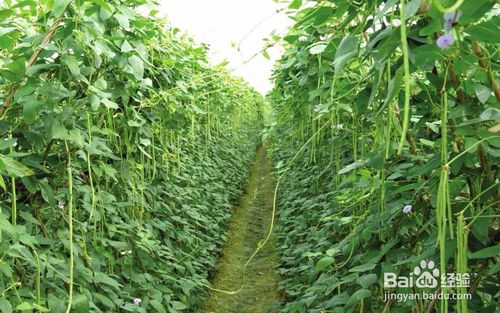 揭秘大棚豆角种植奥秘：如何提高产量与品质？