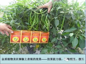 《揭秘线椒高效种植：技术与管理的五大关键点》