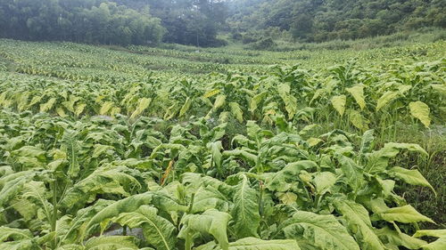 烟叶种植新篇章：揭秘现代烟叶种植技术革新之路
