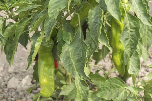《揭秘青椒种植秘籍：如何提高产量与品质？》