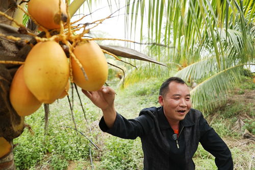 椰子种植新篇章：揭秘椰子种植技术的奥秘