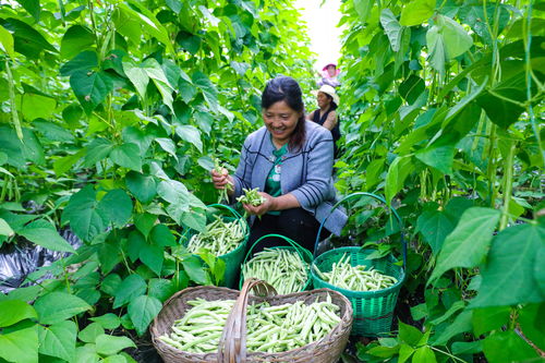 《揭秘高效大棚芸豆种植：技术突破助农增收秘籍》