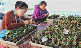 破解西瓜重茬种植难题，如何实现高产稳产？