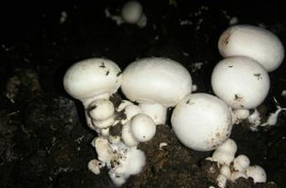 《双孢菇种植揭秘：视频教程带你走进高效益的世界》