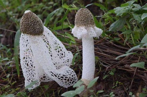 【种植新风尚】揭秘竹荪高效种植技术，让您的收益翻倍！