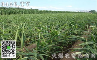 《大姜种植：揭秘高效管理与绿色农业的完美融合》