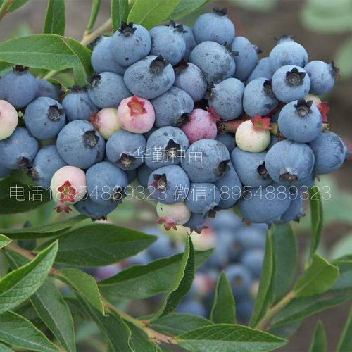 蓝莓种植新篇章：揭秘高效自然栽培技术