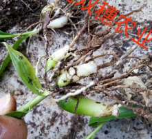 白芨种植技术揭秘：如何培育出优质中药材？