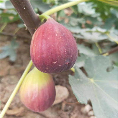 揭秘无花果高产种植奥秘：如何让果实累累丰收在望？