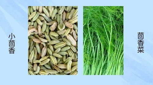 小茴香种植技术揭秘：如何提高产量与品质？