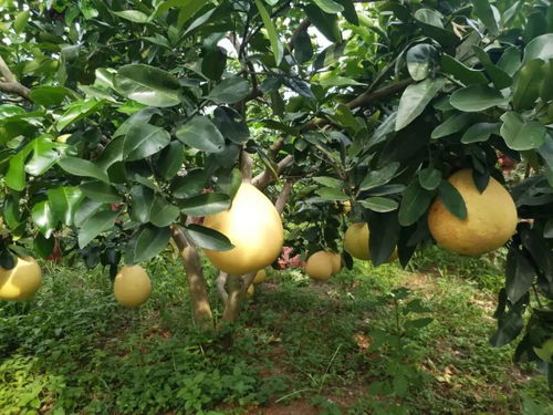 揭秘红心蜜柚种植奥秘：如何打造高产优质果园？