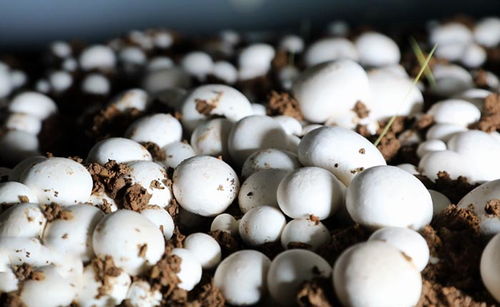 牛粪变宝：揭秘牛粪种植双孢菇的神奇技术