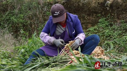 黄姜种植技术揭秘：如何提高产量与品质？