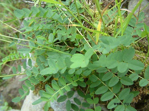《黄芪种植技术新突破：揭秘高效培育之路》
