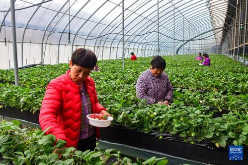 冬草莓种植技术揭秘：如何实现冬季草莓的丰收？