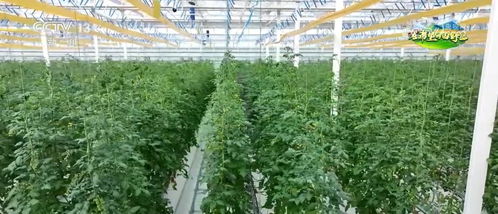 大棚西红柿种植技术揭秘：如何提高产量与品质？