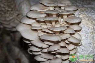 揭秘高效蘑芋种植技术，助力农业产业升级