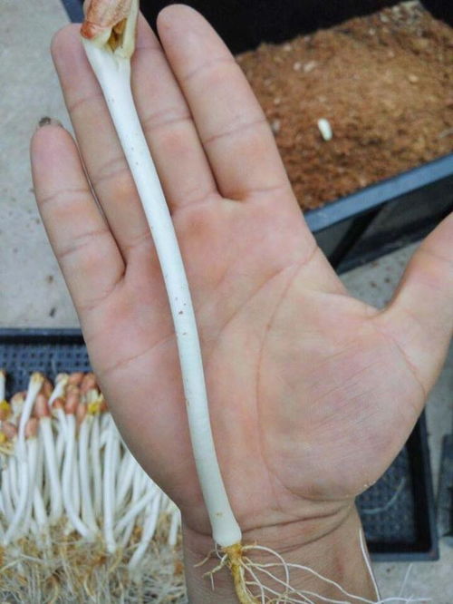 花生芽苗菜种植：绿色健康，如何轻松开启致富之路？